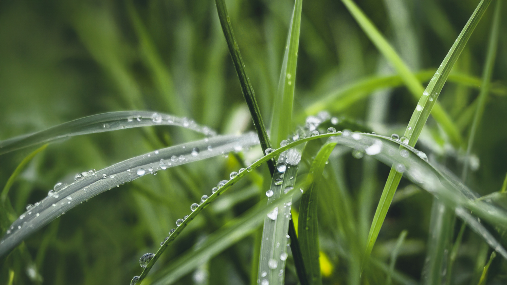Detailaufnahme eines Naturganges